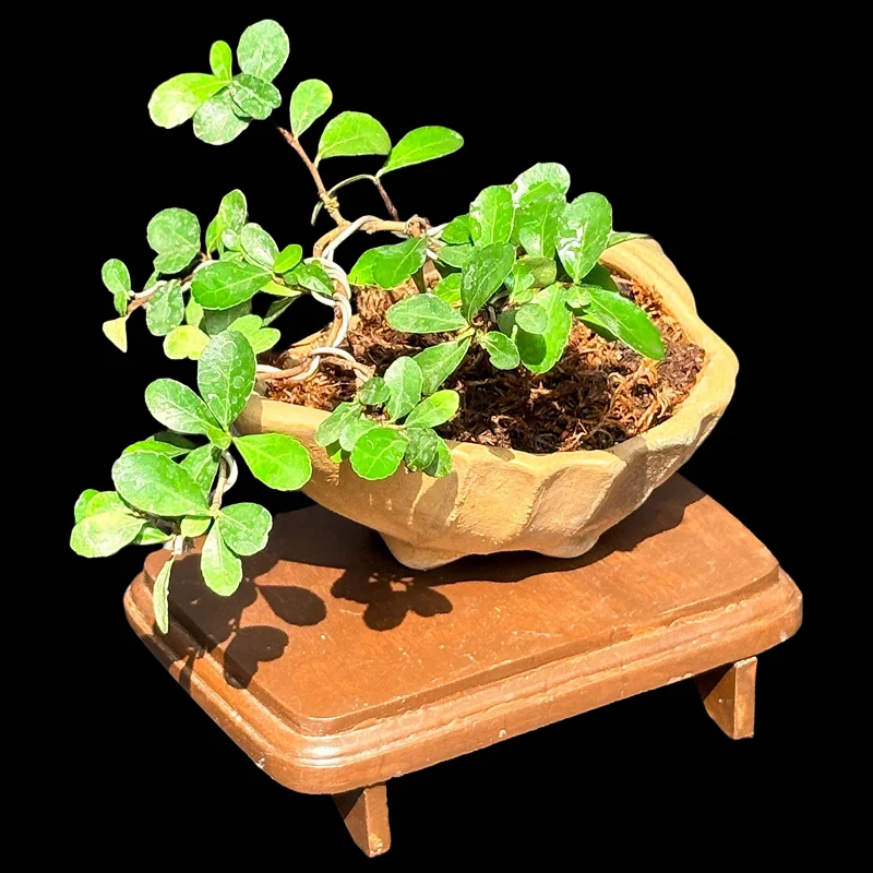 GYMNOSPORIA DIVERSIFOLIA MAKKO